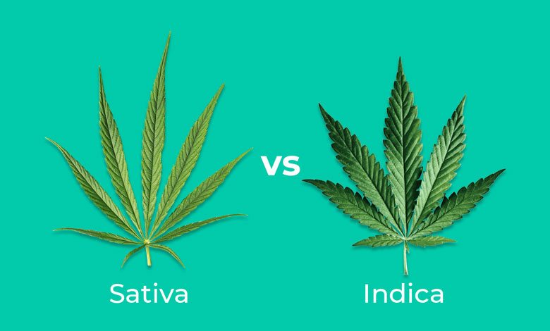 Meatholes Sativa