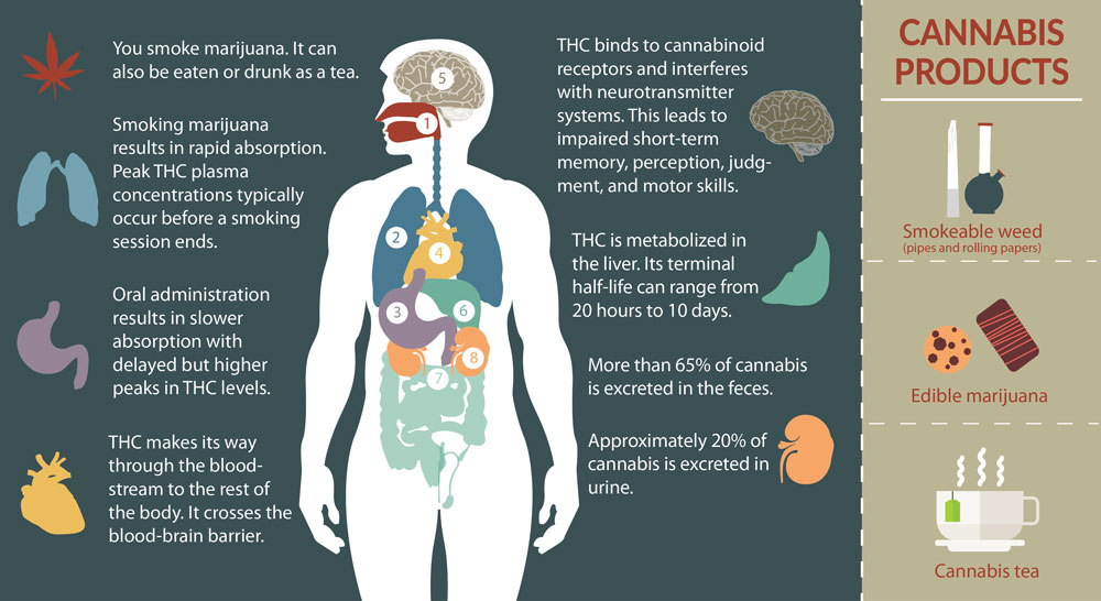 اثرات کانابیس بر روی بدن - Cannabis - %d8%af%d8%a7%d8%b1%d9%88%d9%87%d8%a7
