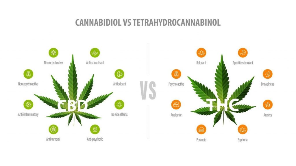 تفاوت CBD و THC چیست و کدام یک برای سلامتی بهتر است؟ - Cannabis - %d8%af%d8%a7%d8%b1%d9%88%d9%87%d8%a7